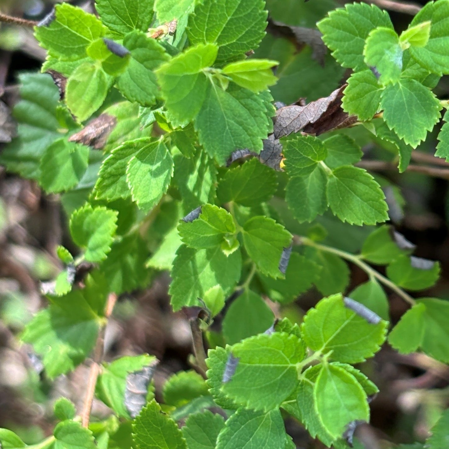 Spirea Shirobana