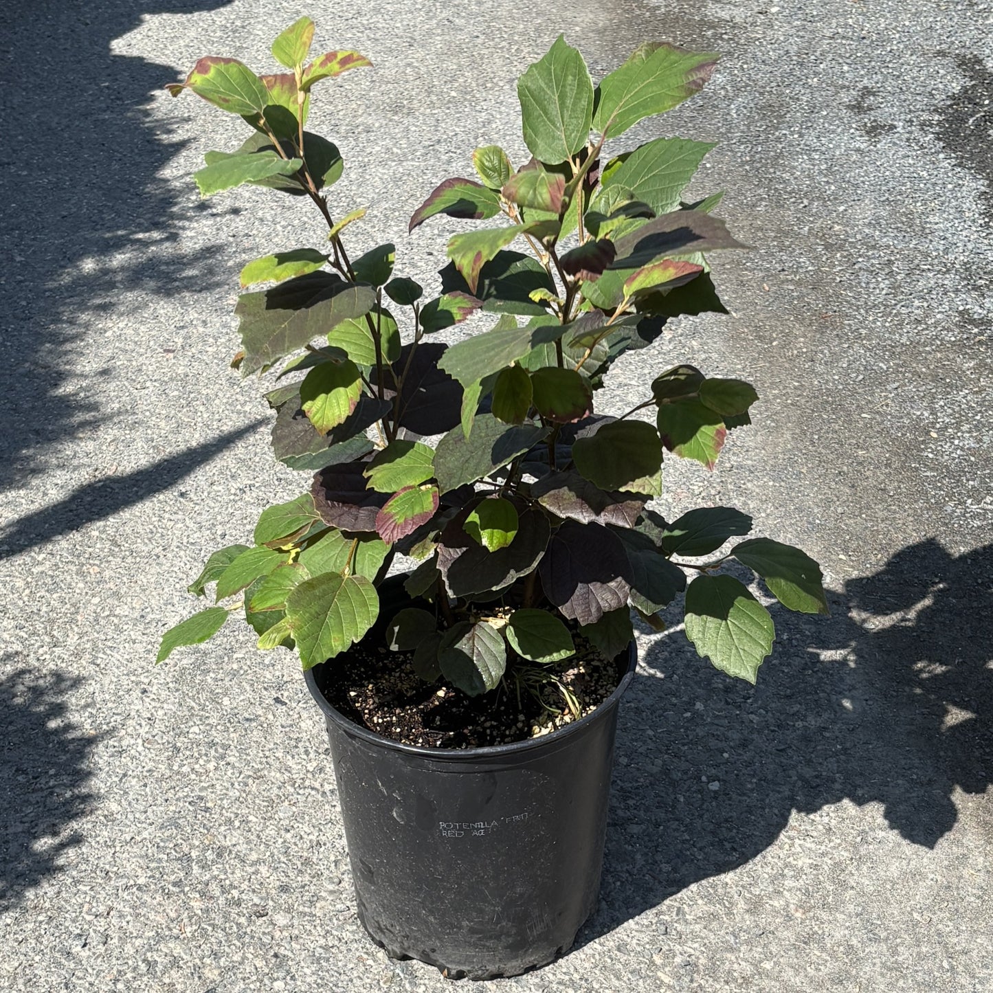 Fothergilla 'Mount Airy'