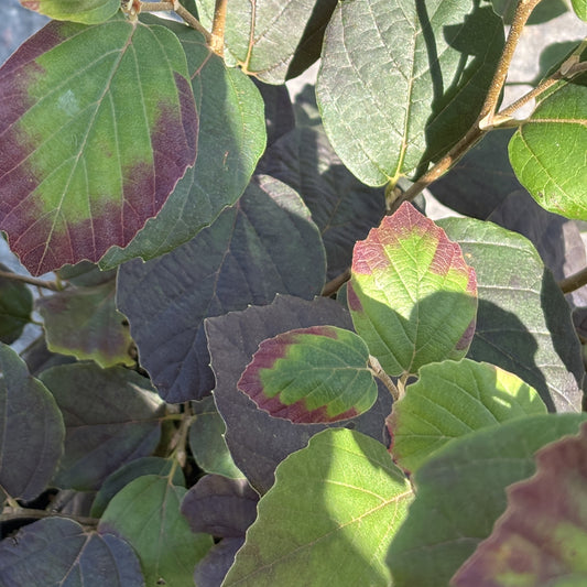 Fothergilla 'Mount Airy'