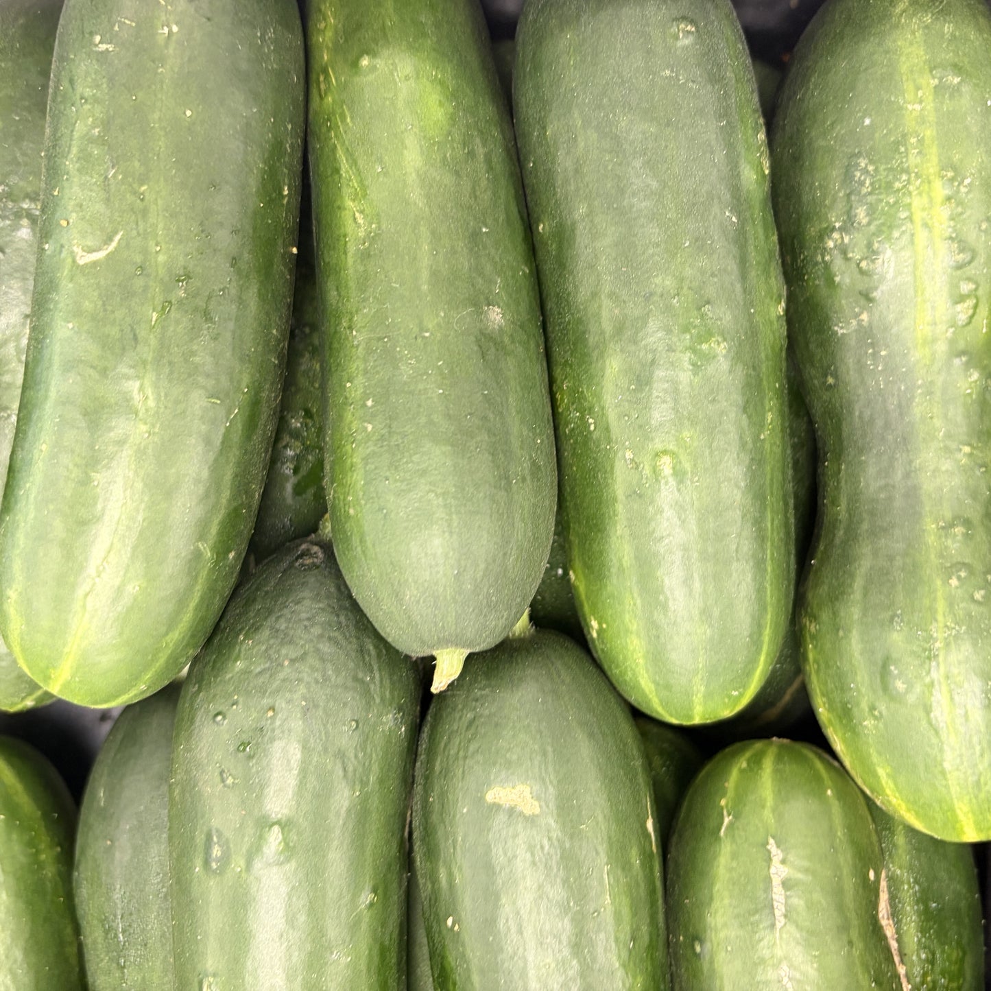 Fresh Cucumber 'Snacking'