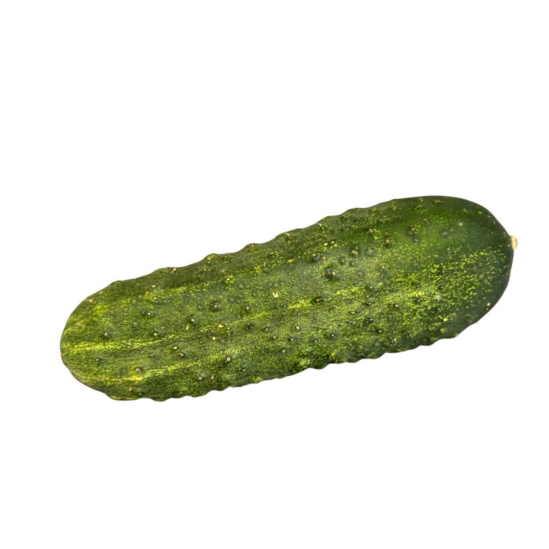 Fresh Cucumber 'Pickling'
