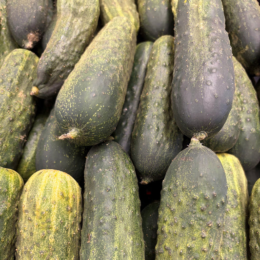 Fresh Cucumber 'Pickling'