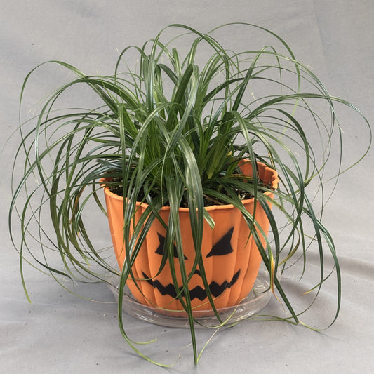 Fall Pumpkin Face 'Annual Grasses' Planters