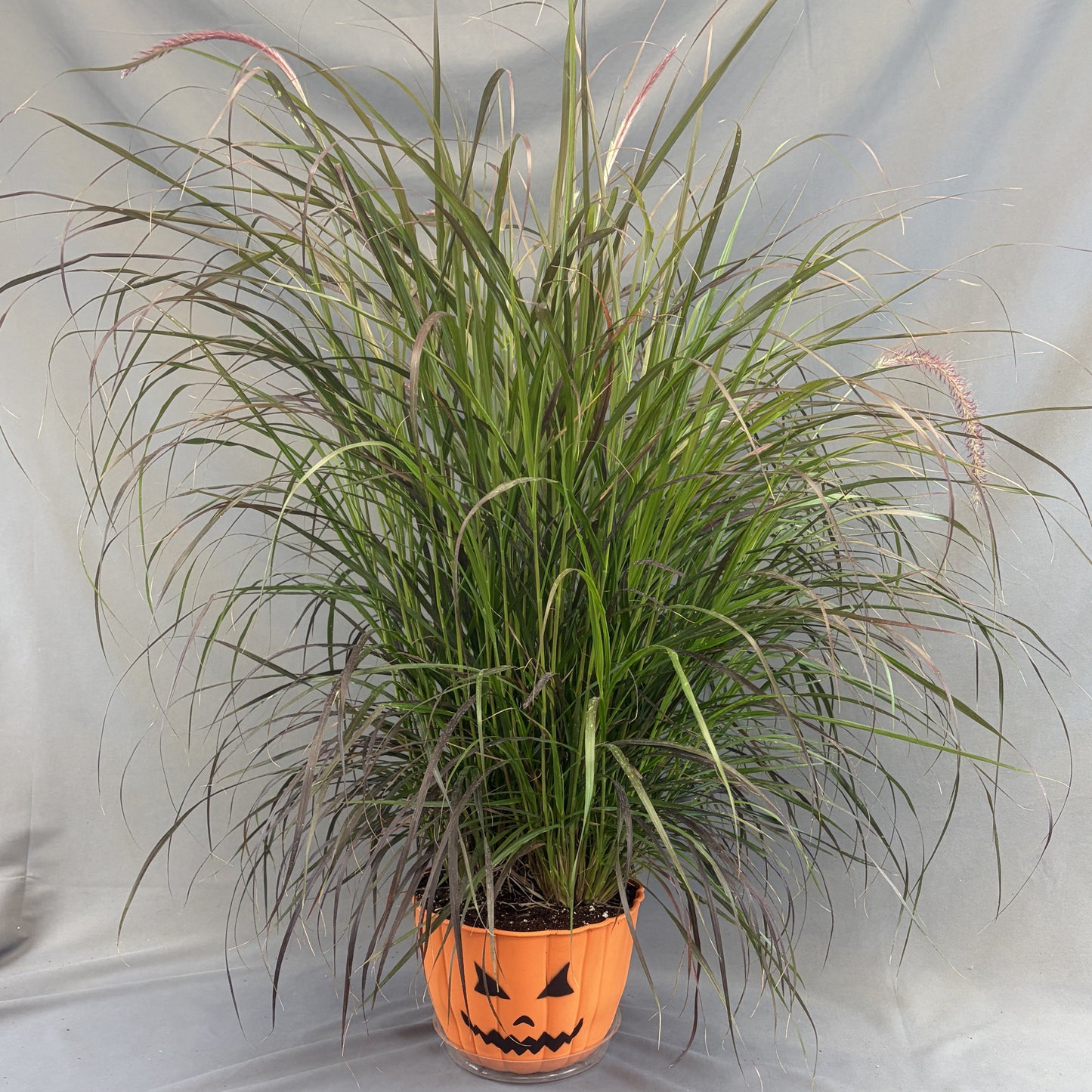 Fall Pumpkin Face 'Annual Grass' Planter