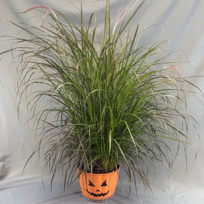 Fall Pumpkin Face 'Annual Grass' Planter