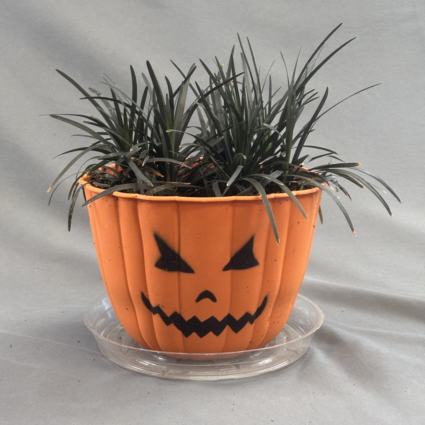 Fall Pumpkin Face 'Annual Grasses' Planters
