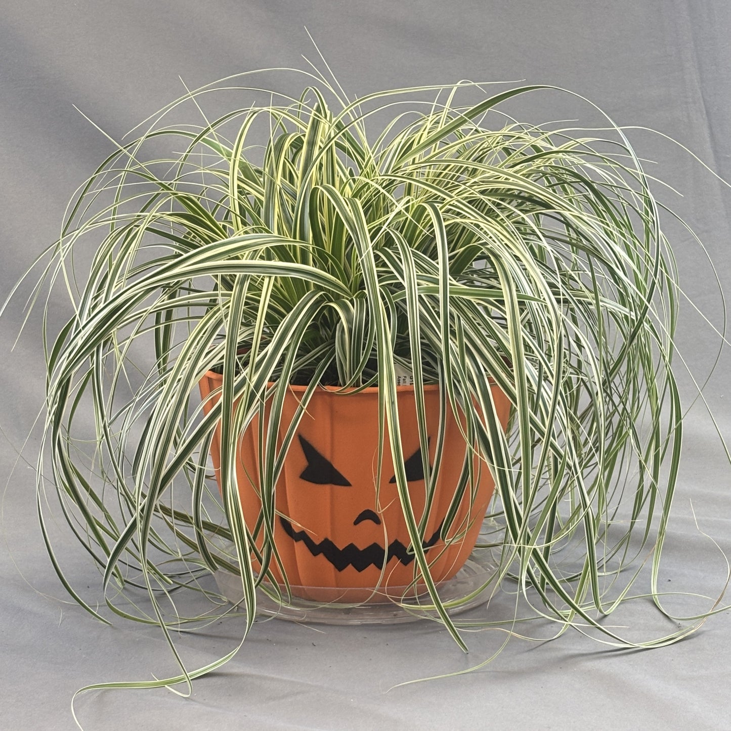 Fall Pumpkin Face 'Annual Grasses' Planters