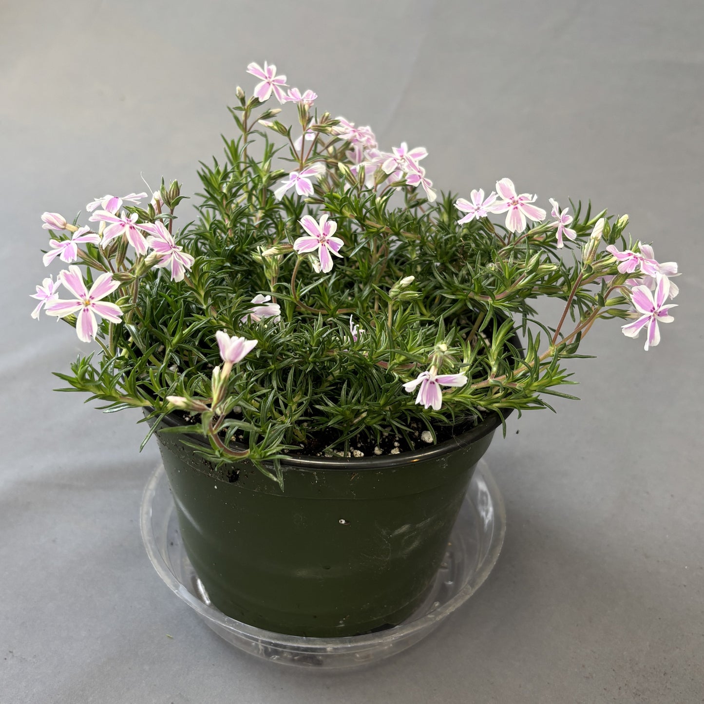 Creeping Phlox