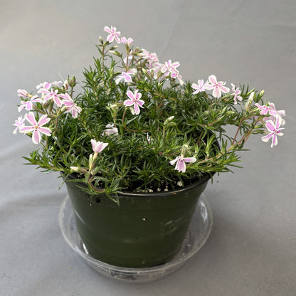 Creeping Phlox
