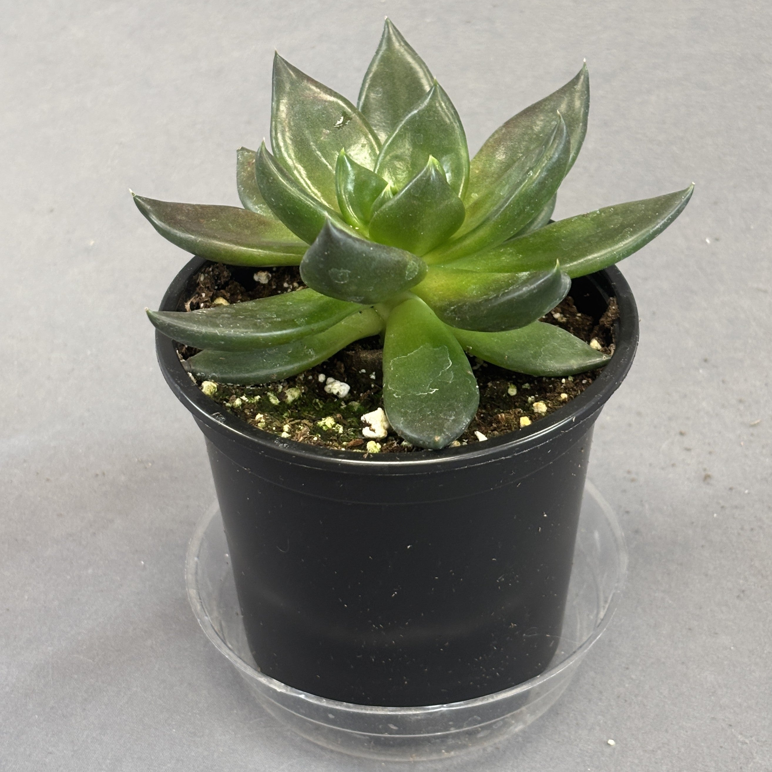 Echeveria 'New Black'