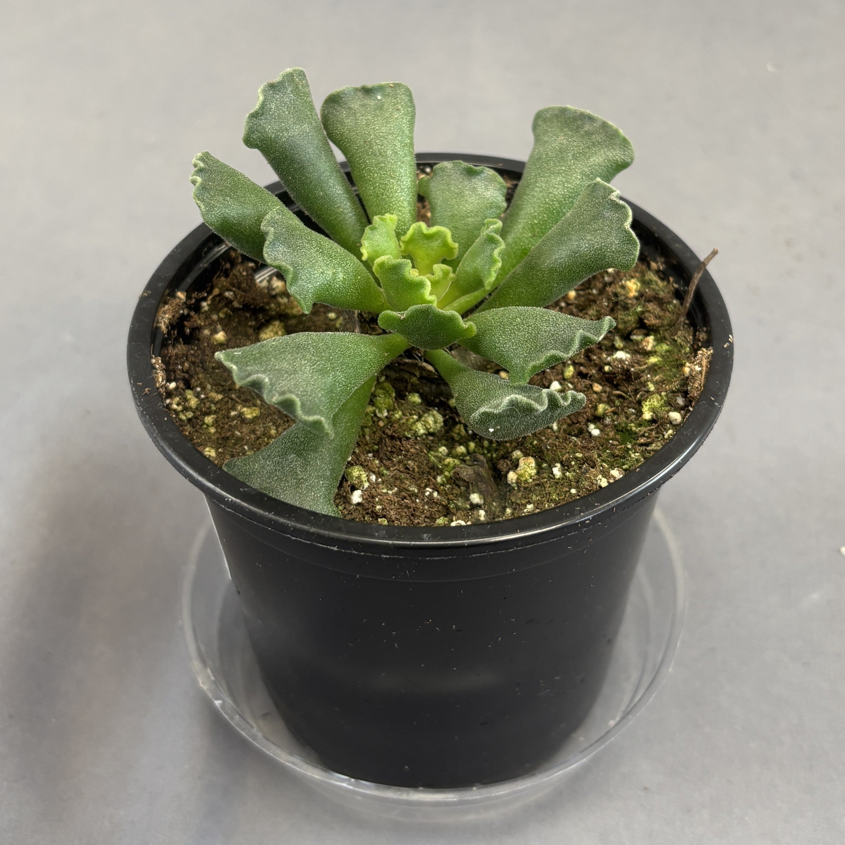 Crinkle Leaf Plant