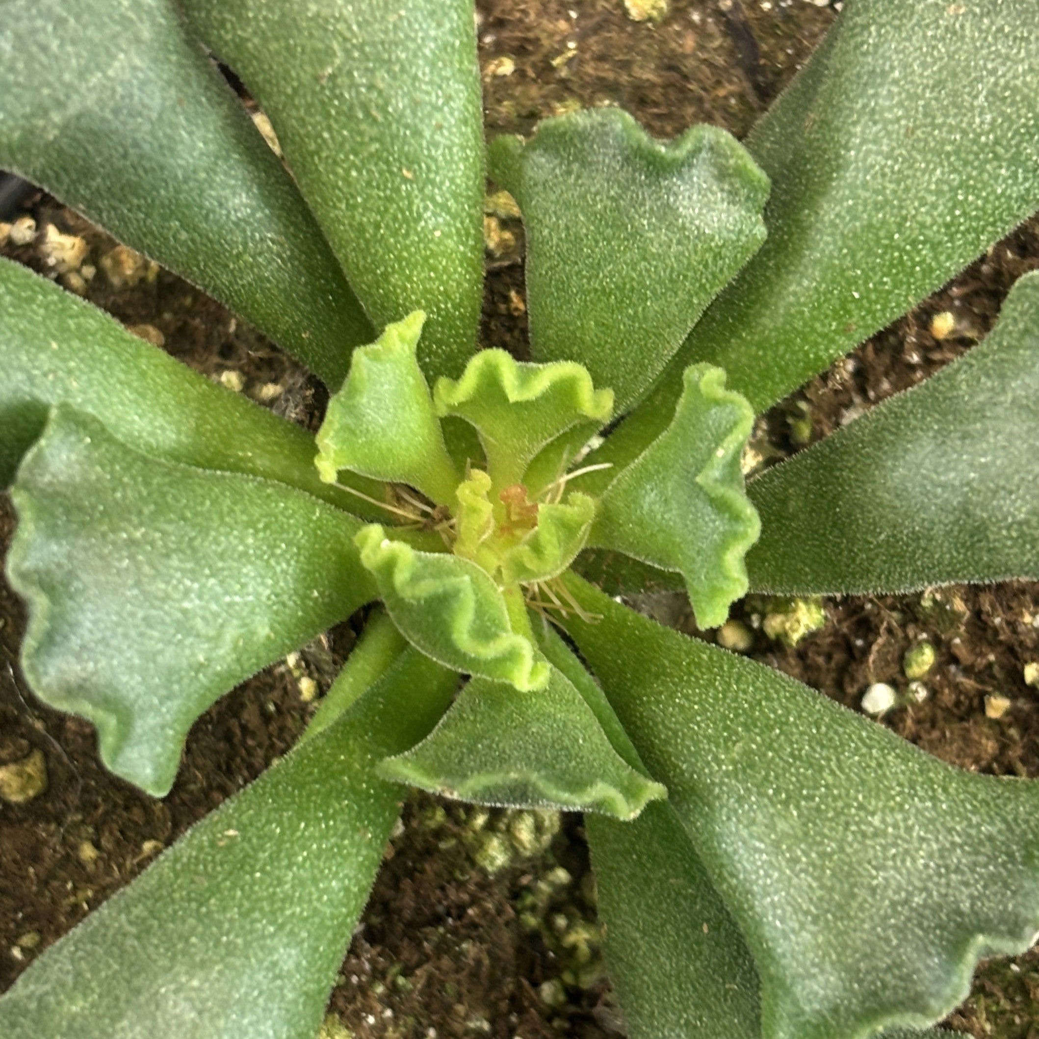 Crinkle Leaf Plant