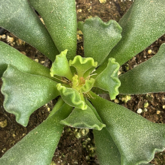 Crinkle Leaf Plant