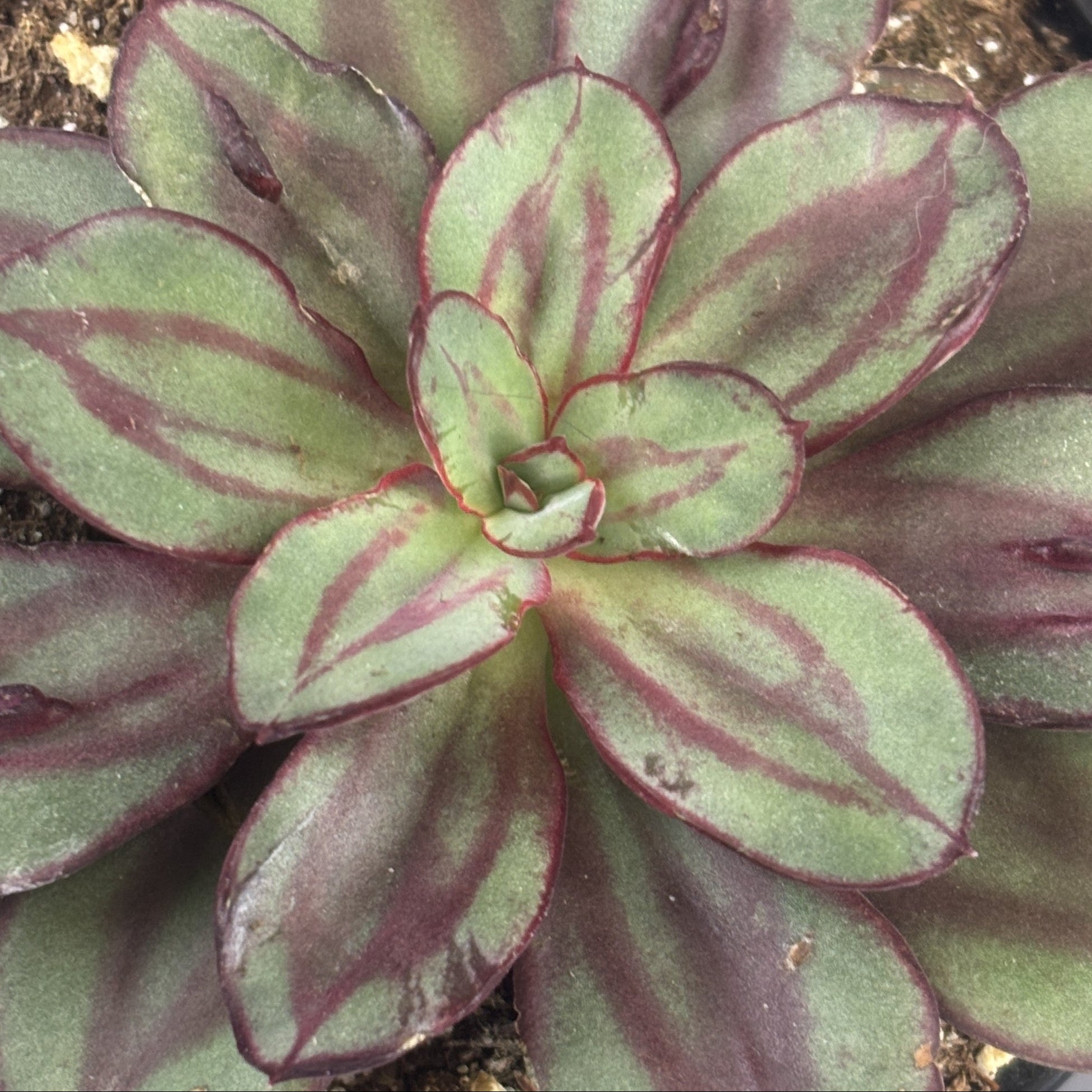 Echeveria 'Maruba Benitsukasa'