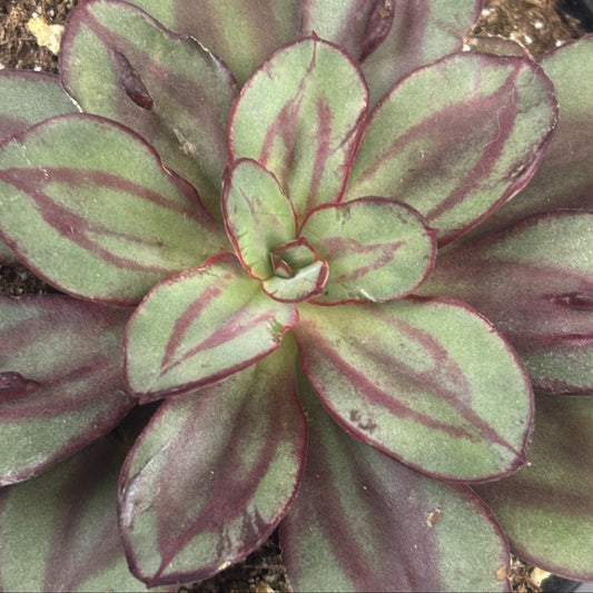 Echeveria 'Maruba Benitsukasa'