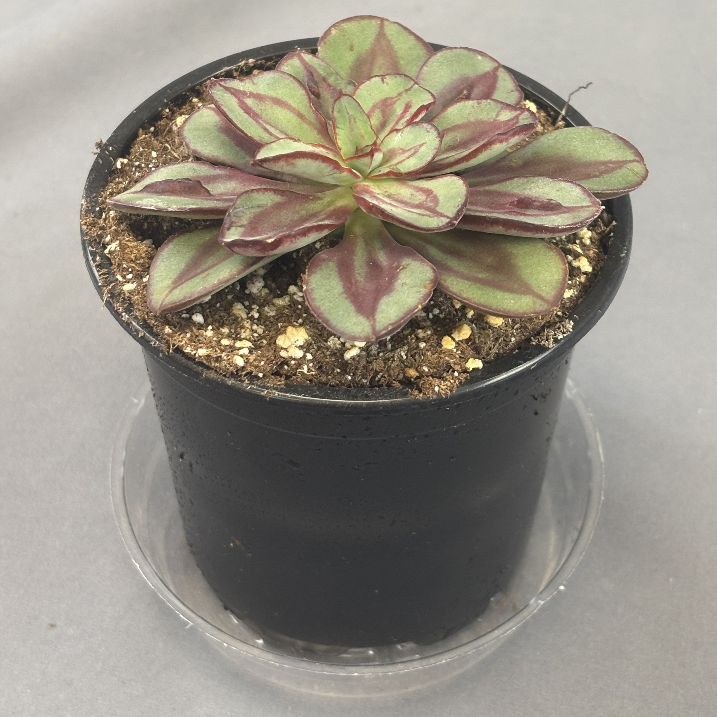 Echeveria 'Maruba Benitsukasa'