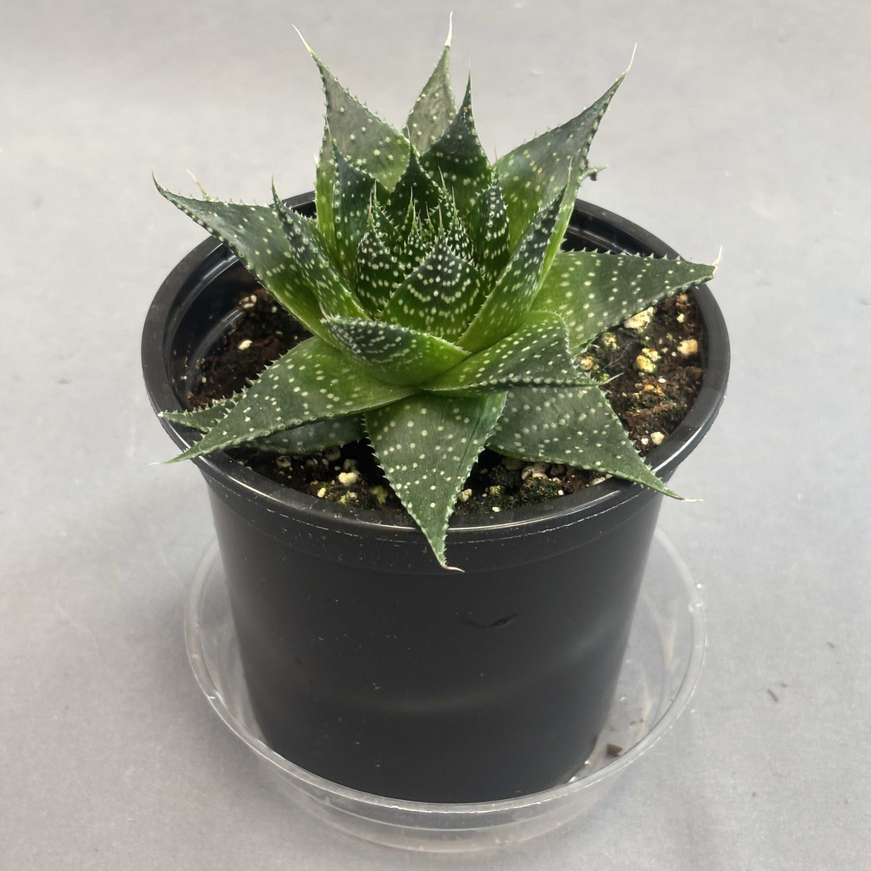 Aloe 'Ami'