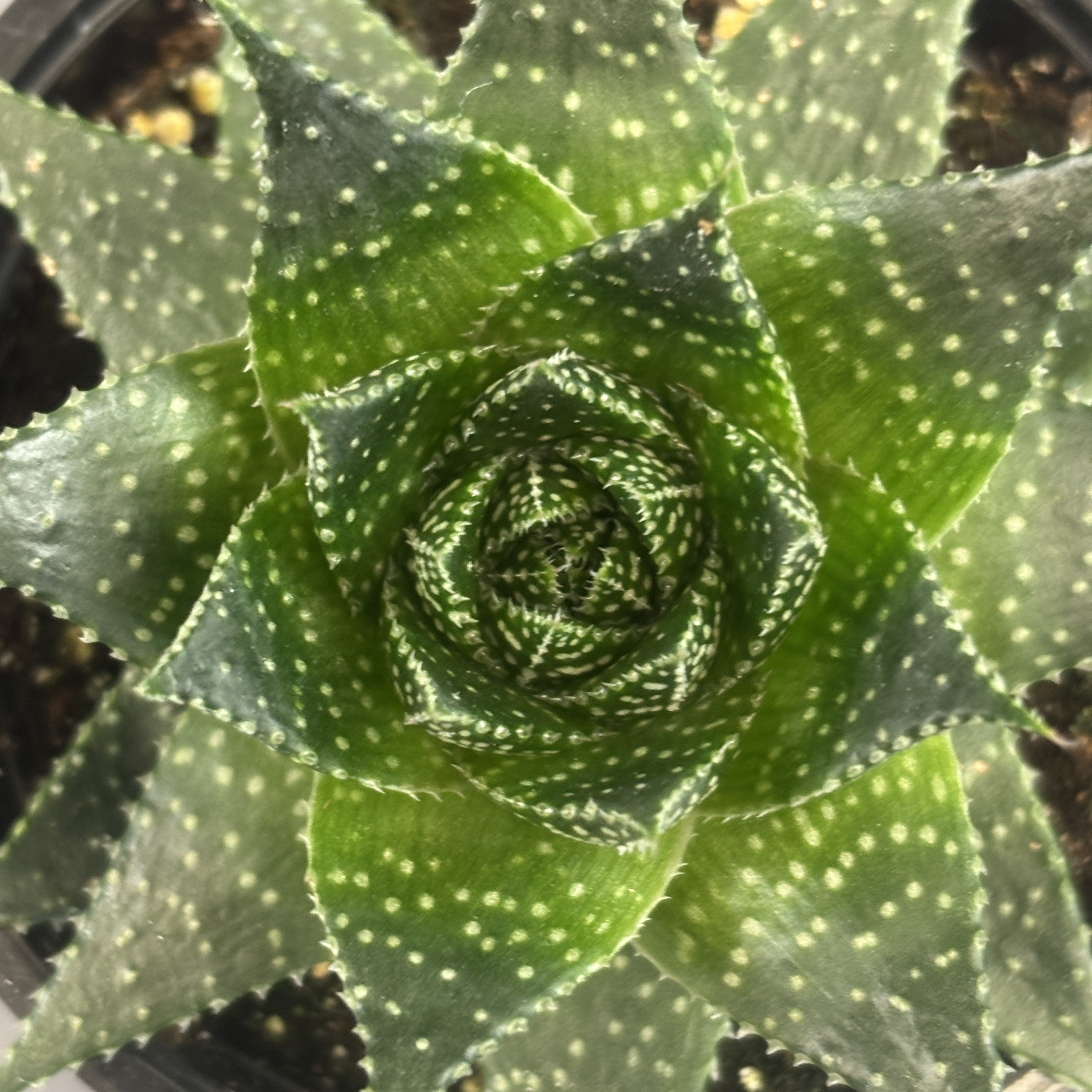 Aloe 'Ami'