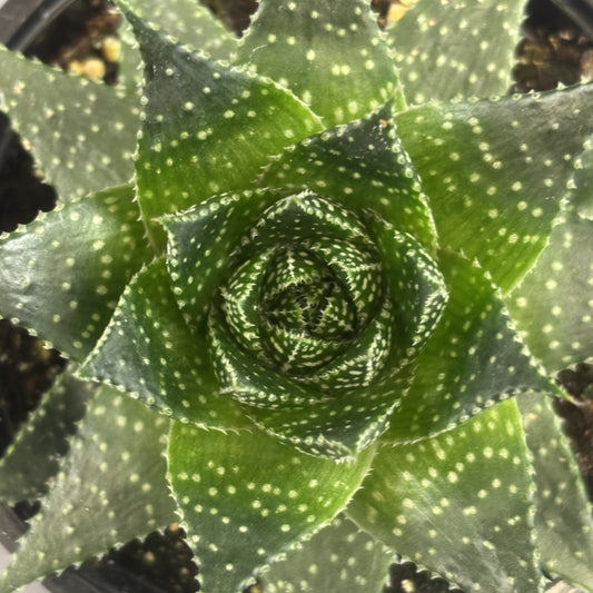 Aloe 'Ami'