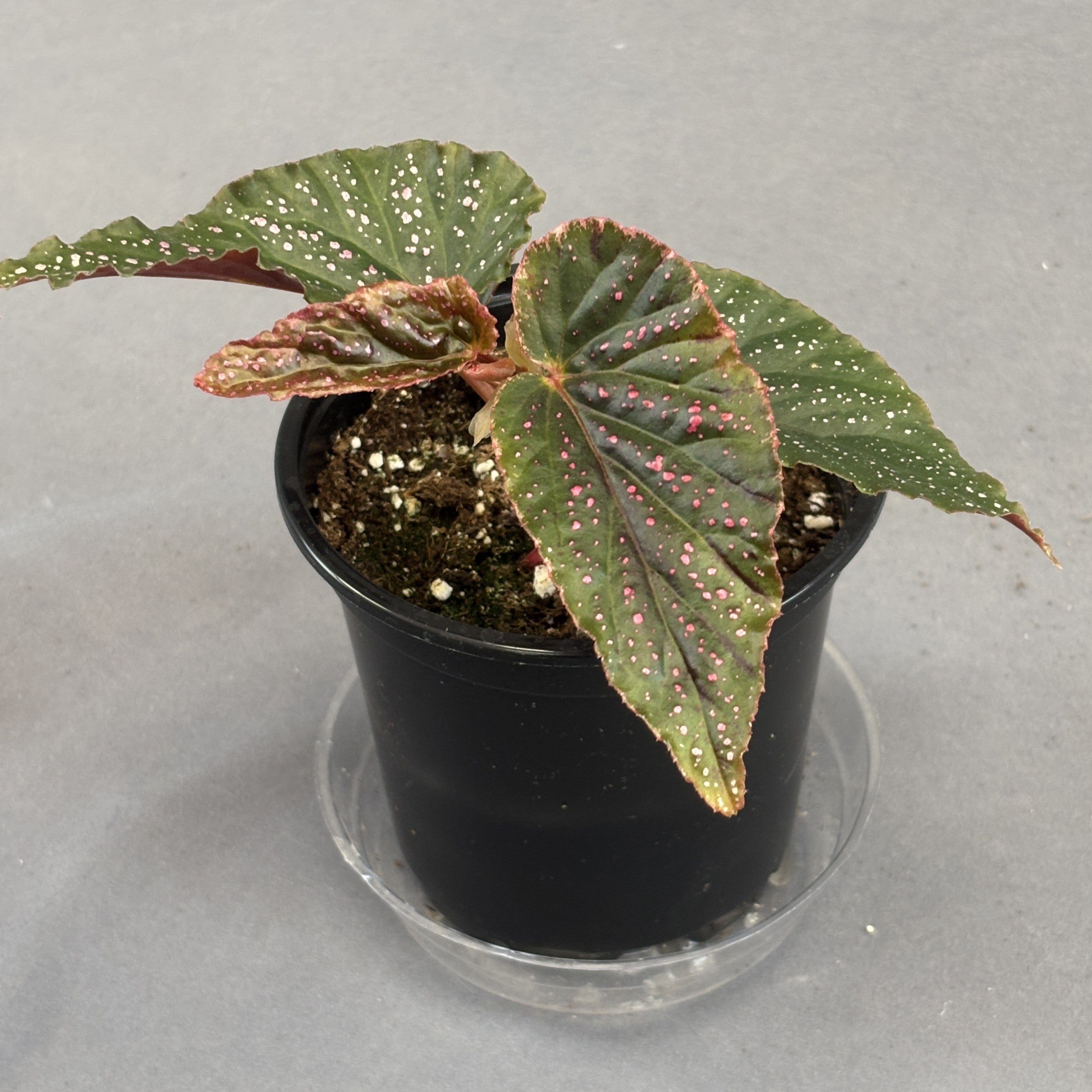 Begonia 'Pink Spot'