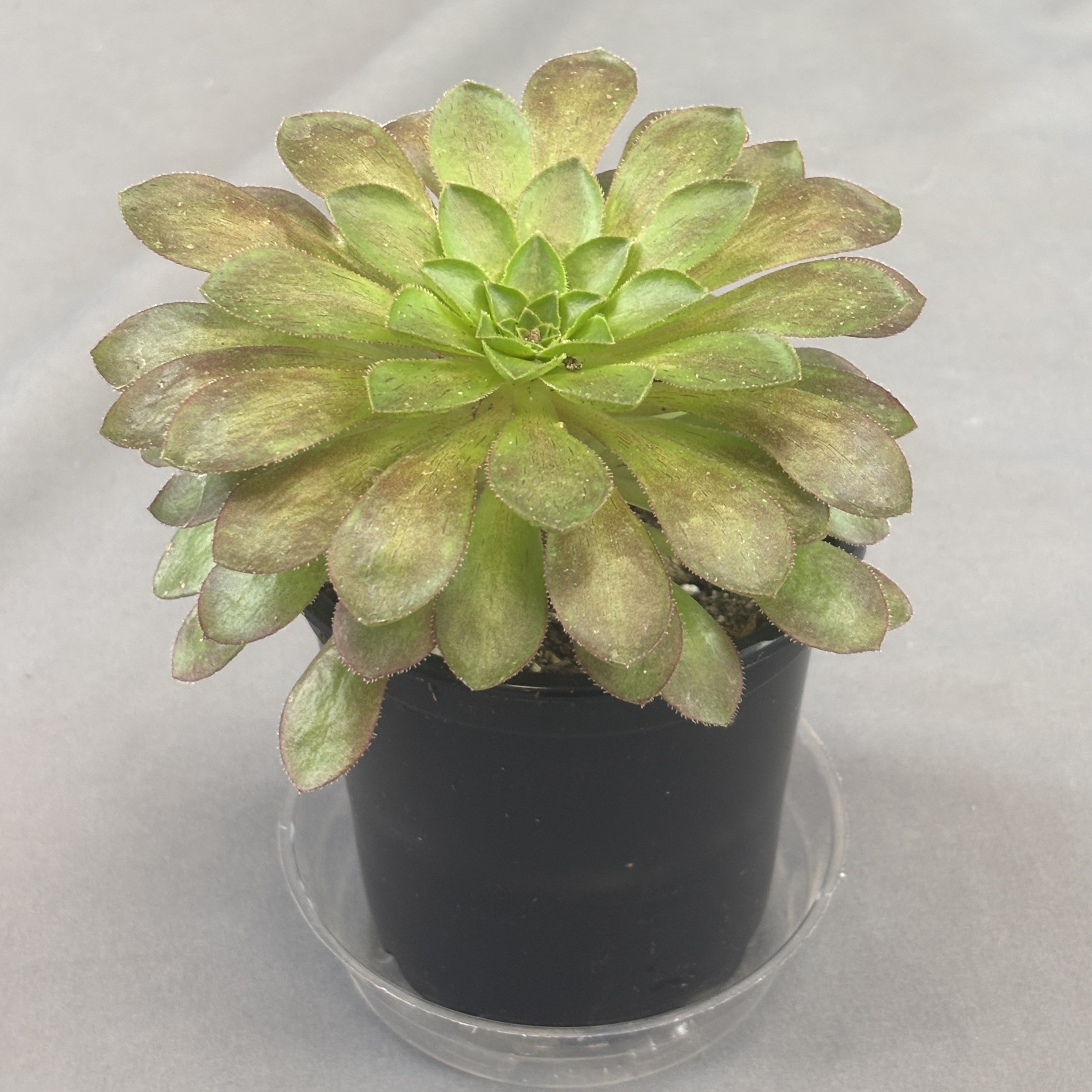 Semponium 'Surreal Sienna'