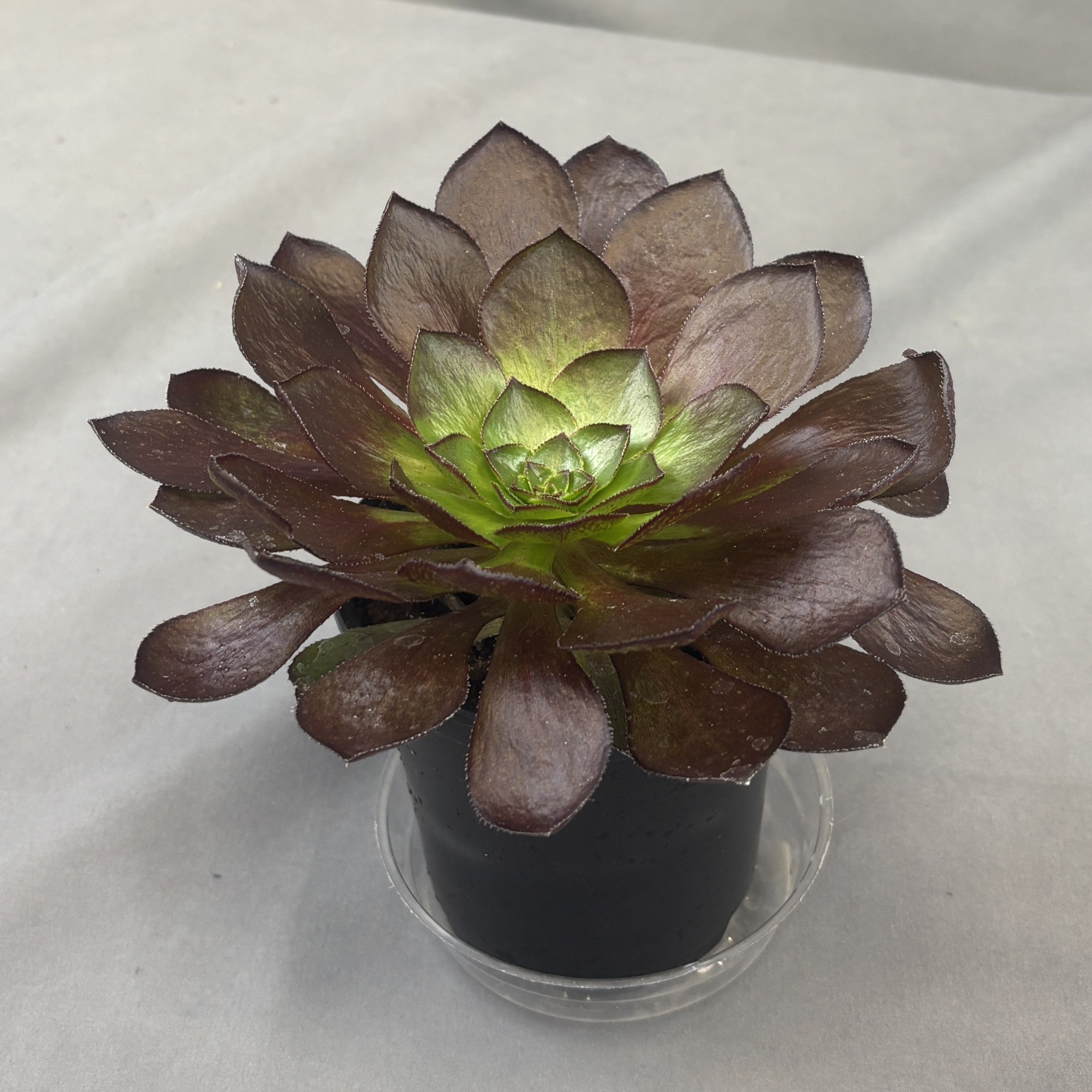 Semponium 'Sureal Destiny'