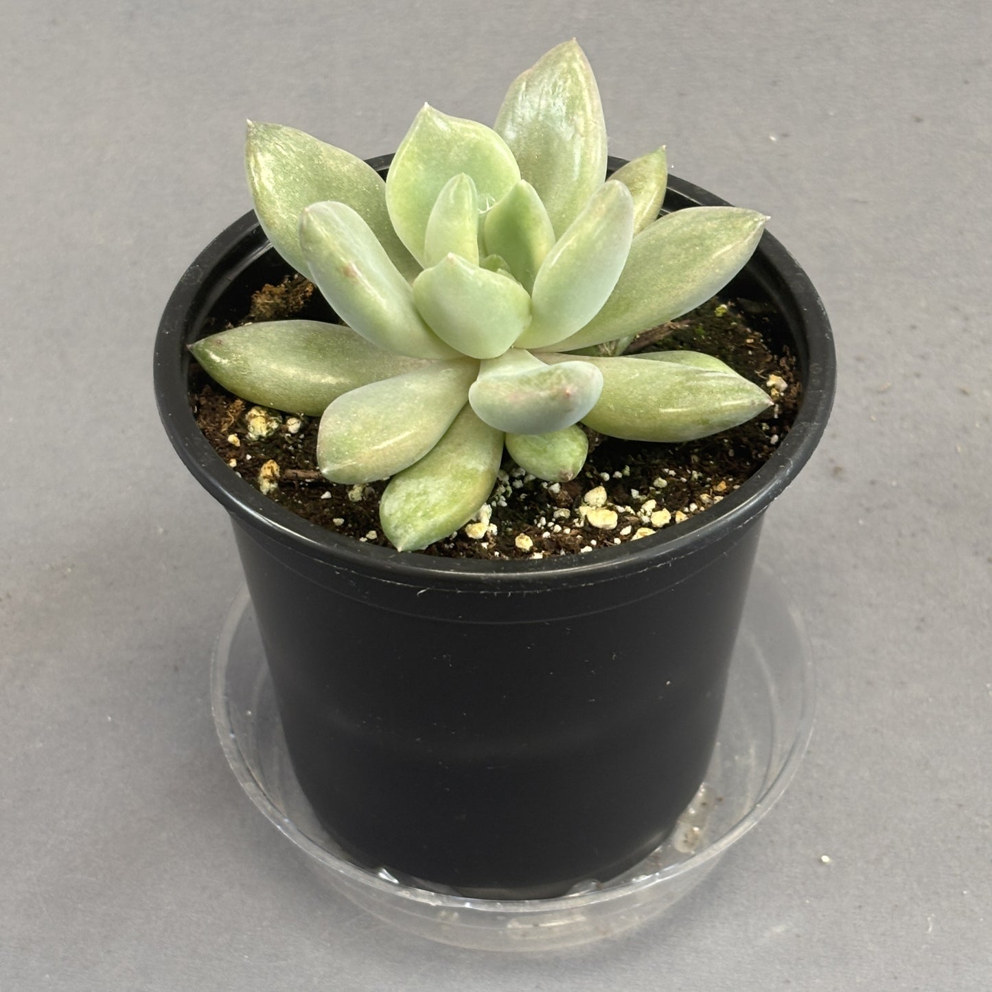 Echeveria 'Machette'