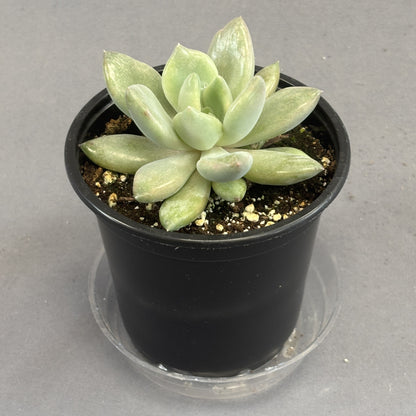 Echeveria 'Machette'