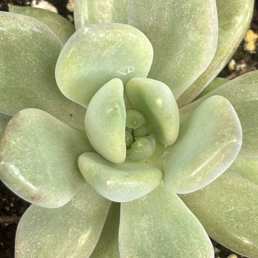 Echeveria 'Machette'