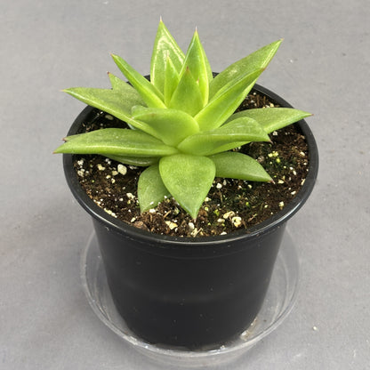 Echeveria 'Lipstick Ebony'