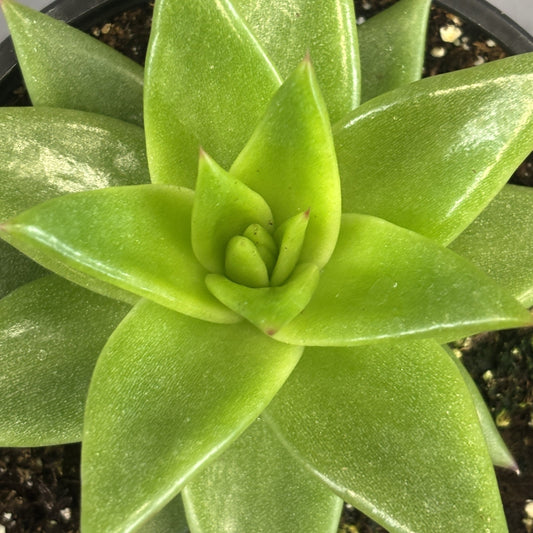Echeveria 'Lipstick Ebony'