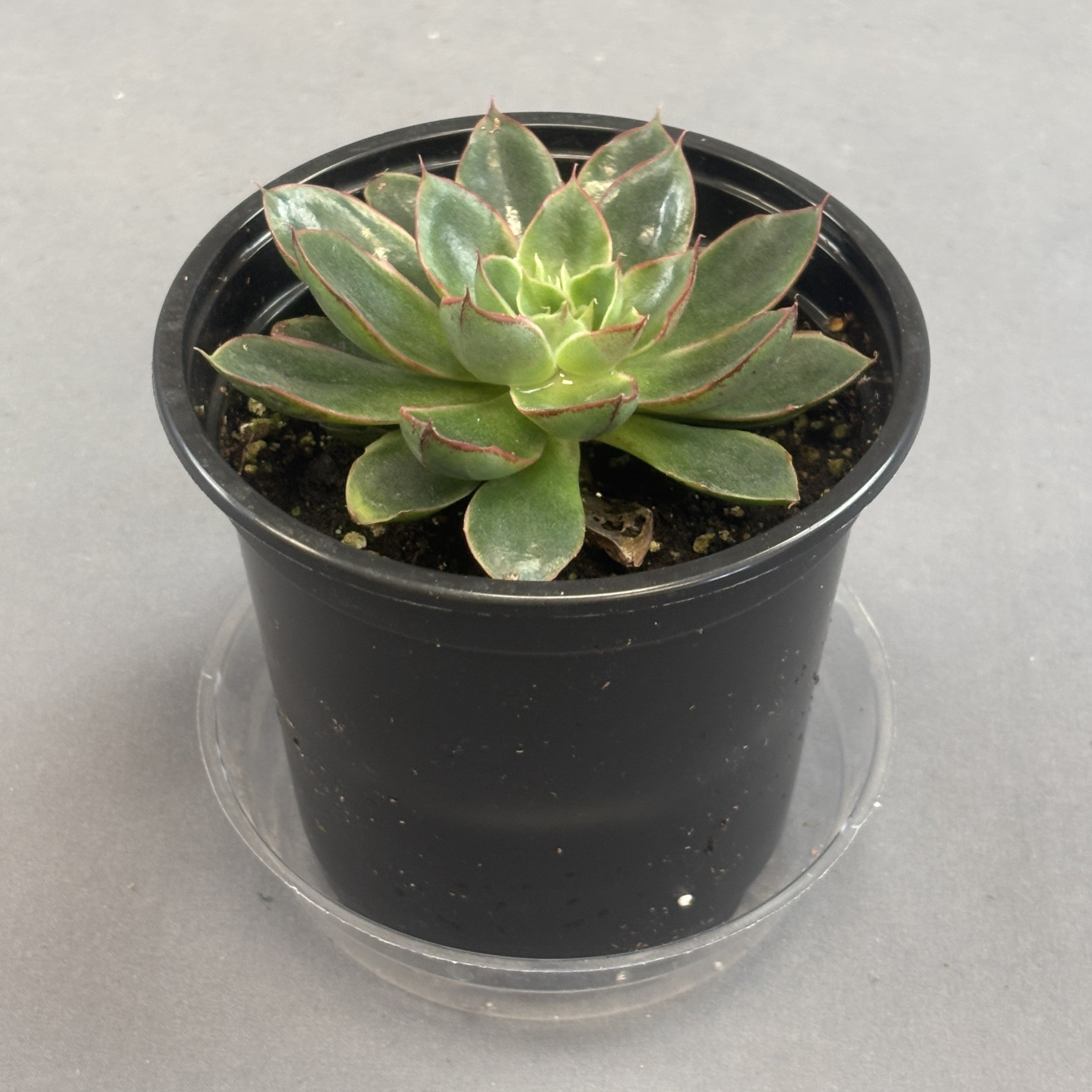 Echeveria 'Alita'