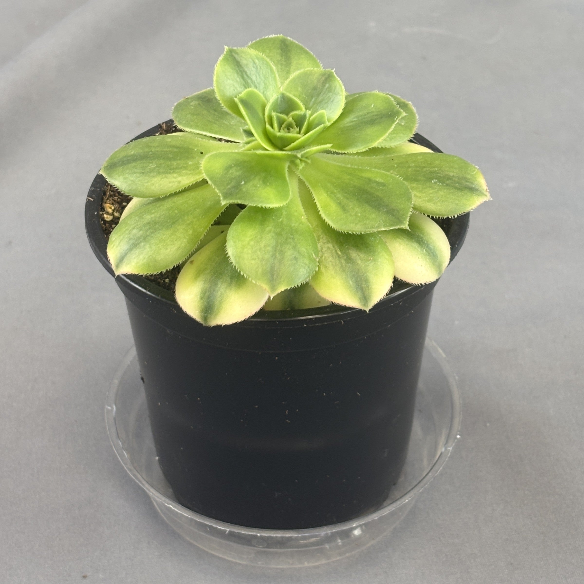 Aeonium 'Sunburst'