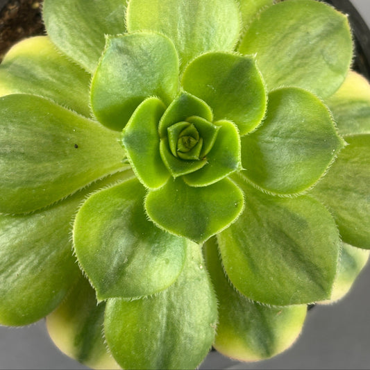 Aeonium 'Sunburst'
