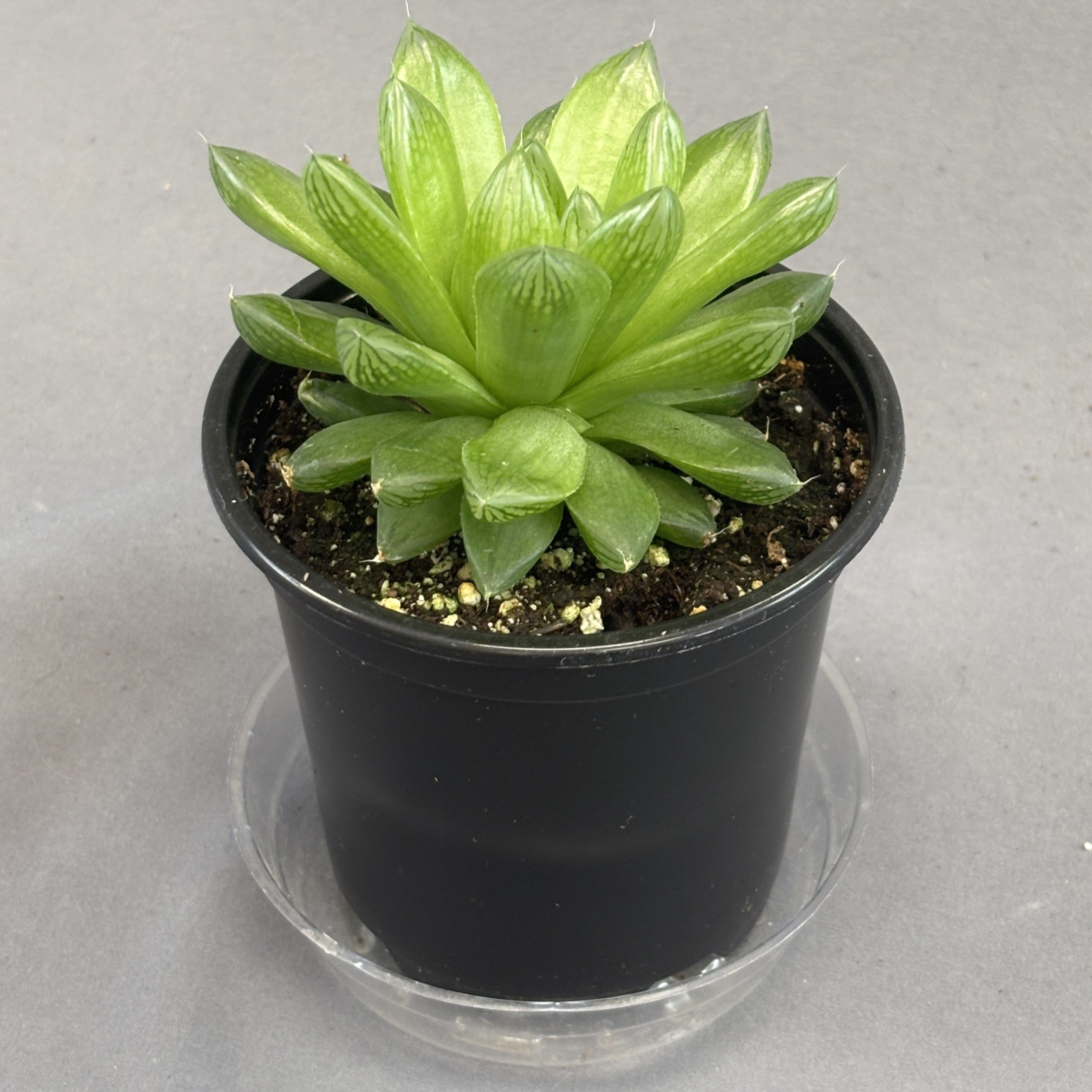 Haworthia cooperi