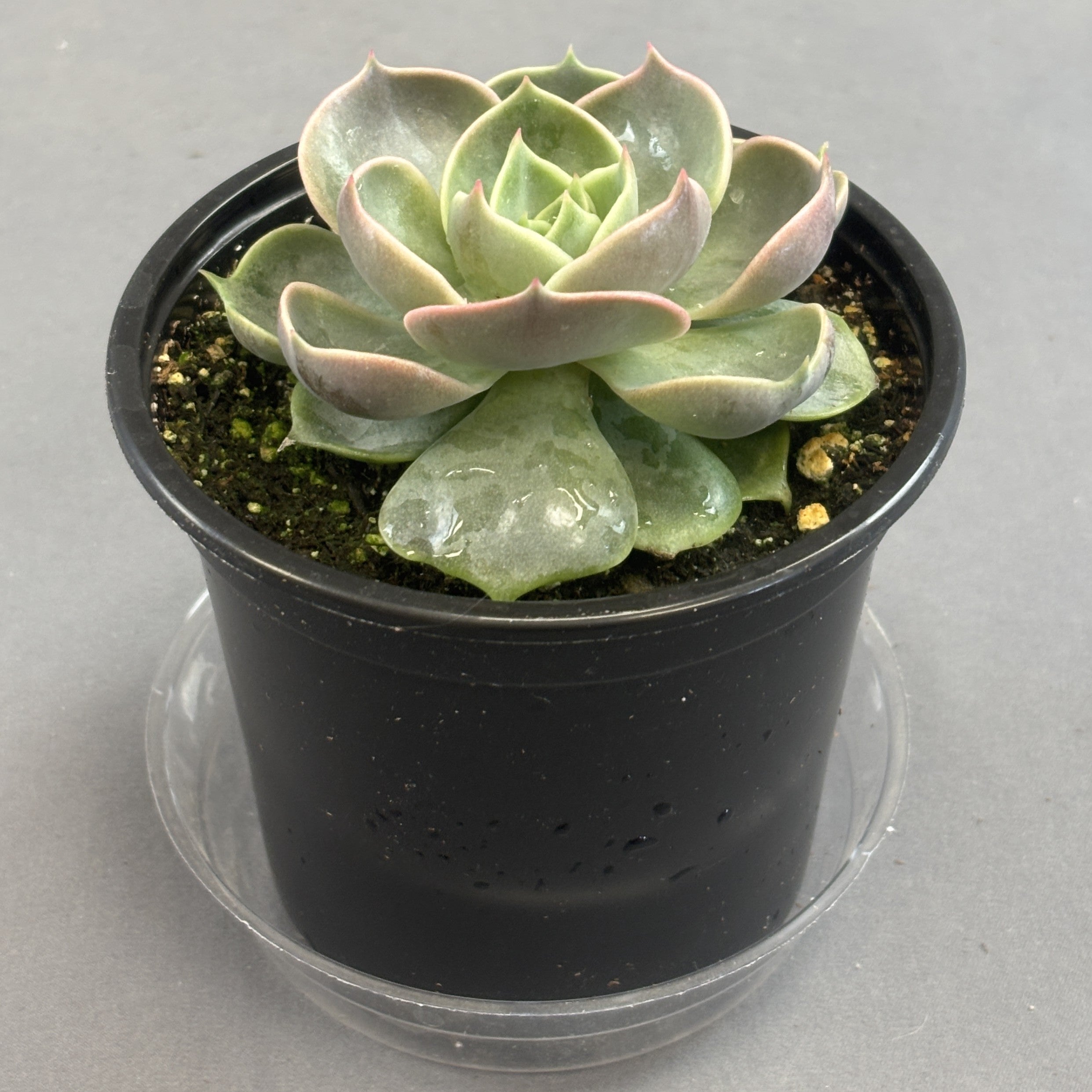 Echeveria 'Lotus Spoons'
