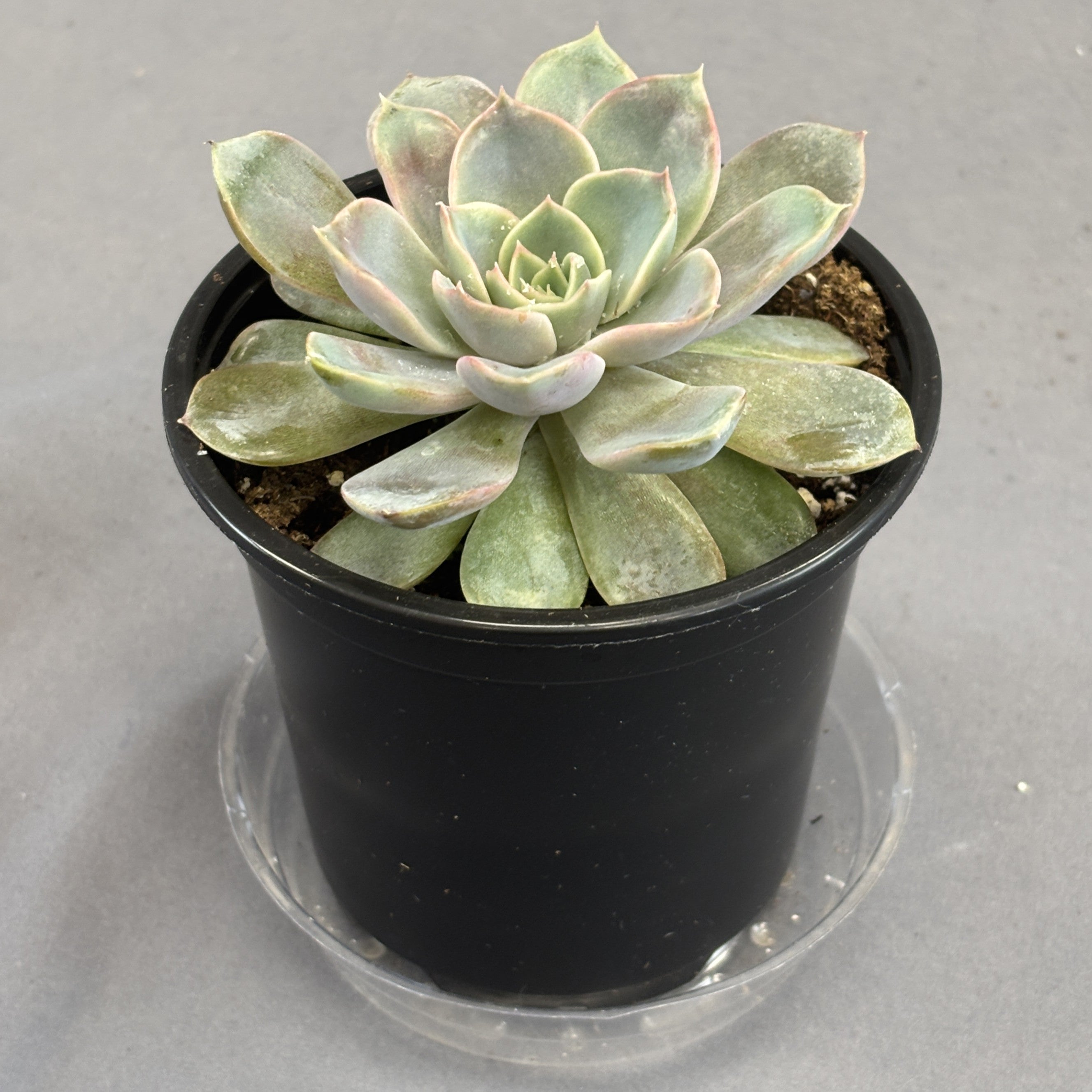 Echeveria ‘Dama Rosa’