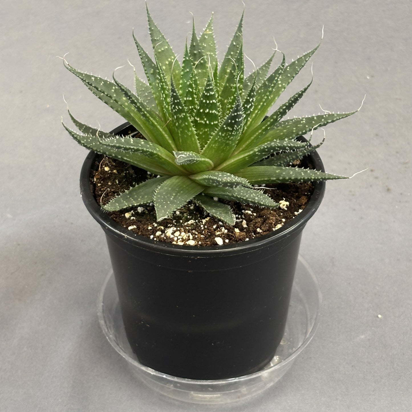 Lace Aloe 'Zambezi'