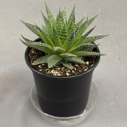 Lace Aloe 'Zambezi'