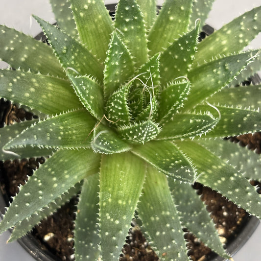 Lace Aloe 'Zambezi'
