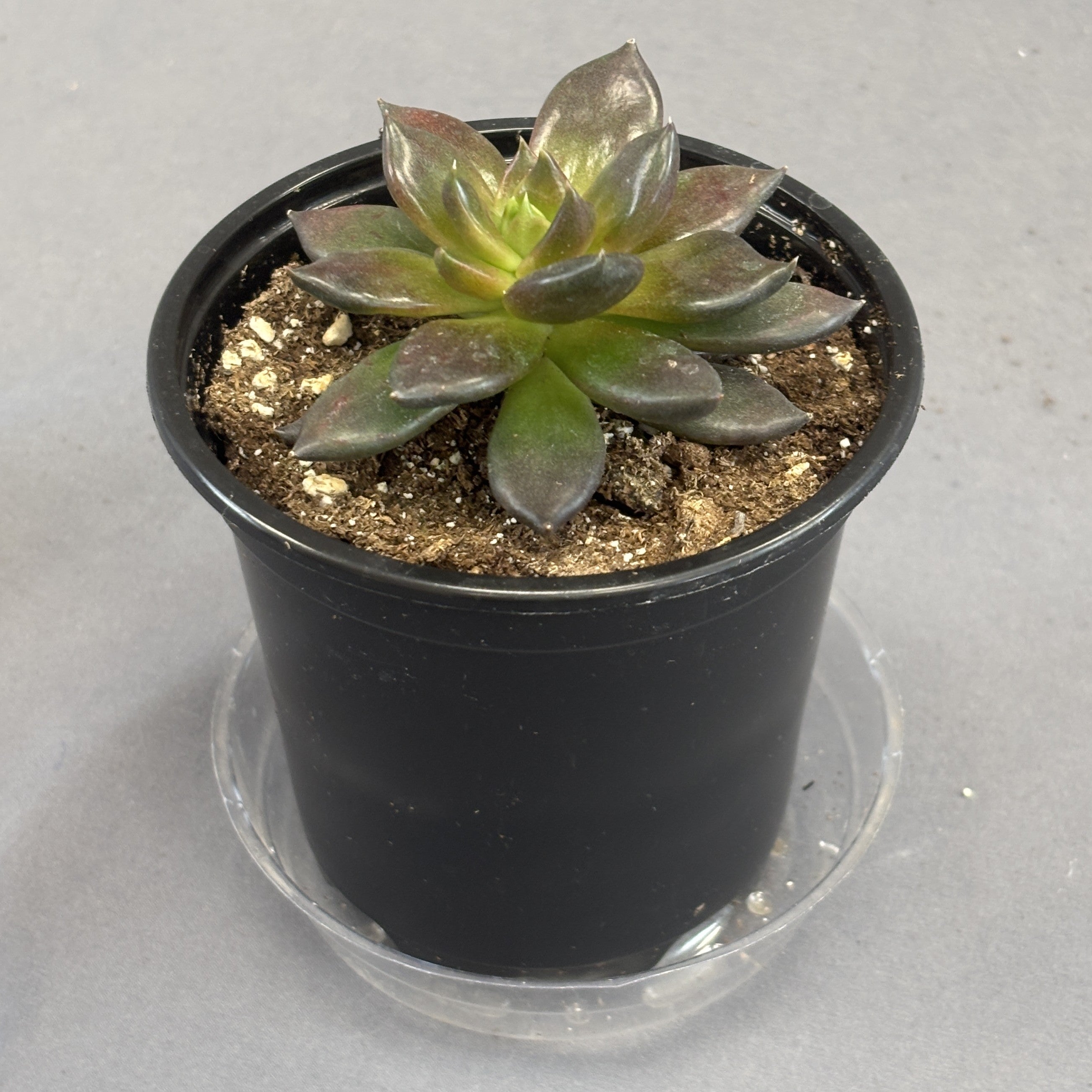 Echeveria ‘Gothika’