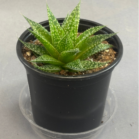 Aloe 'Rising Moon'