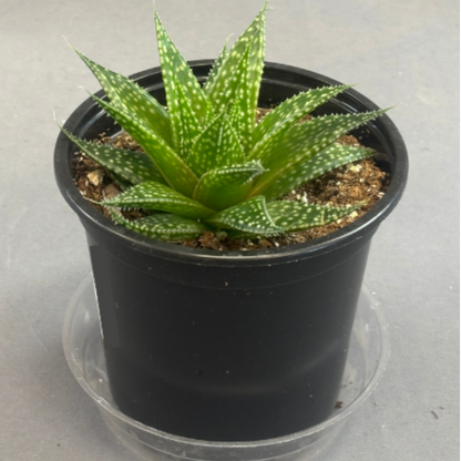 Aloe 'Rising Moon'