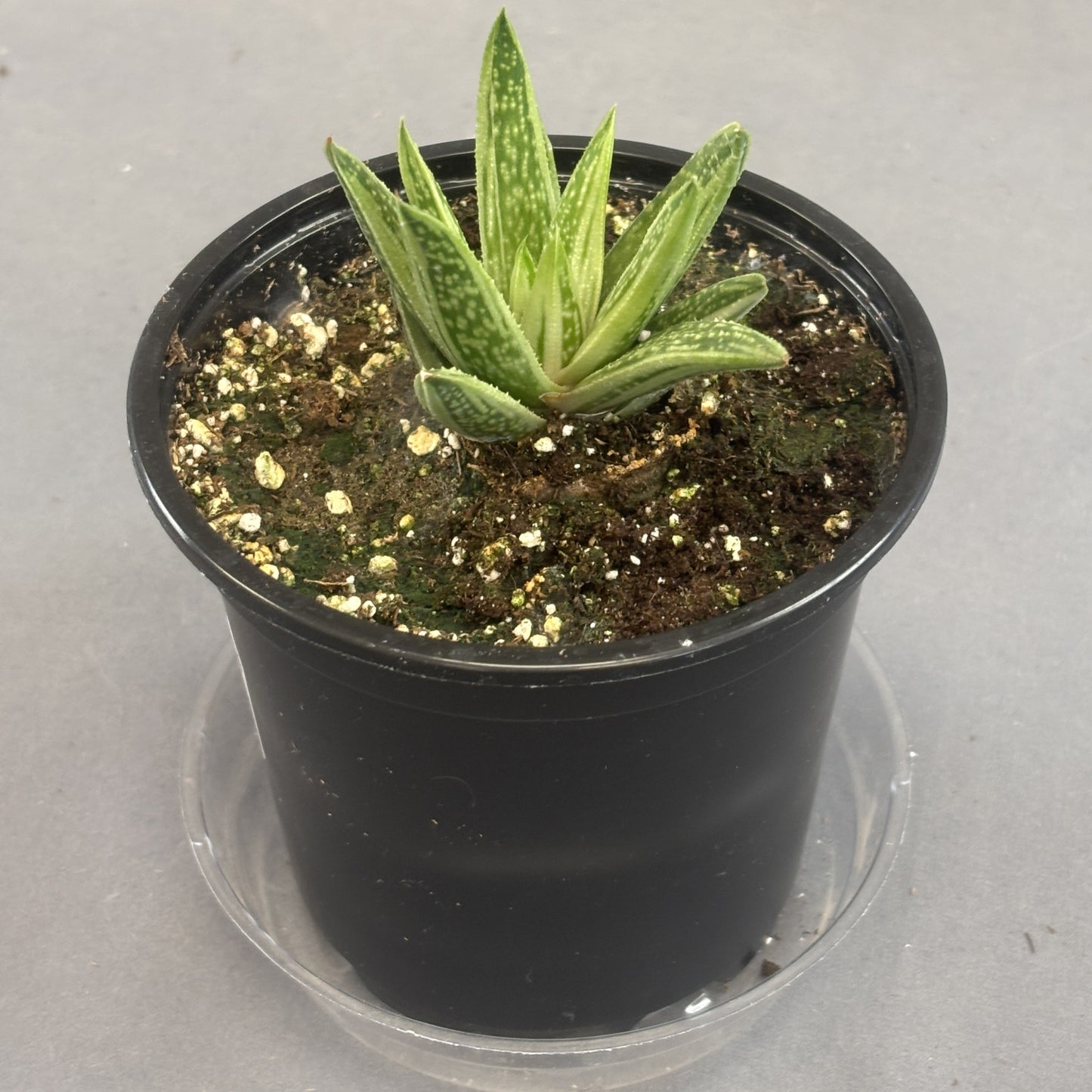 Gasteria 'Kaleidoscope'