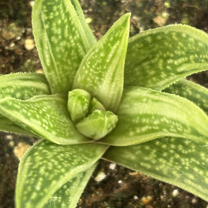 Gasteria 'Kaleidoscope'