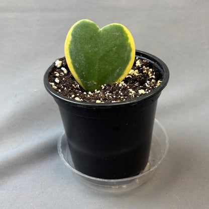 Single Hoya Hearts