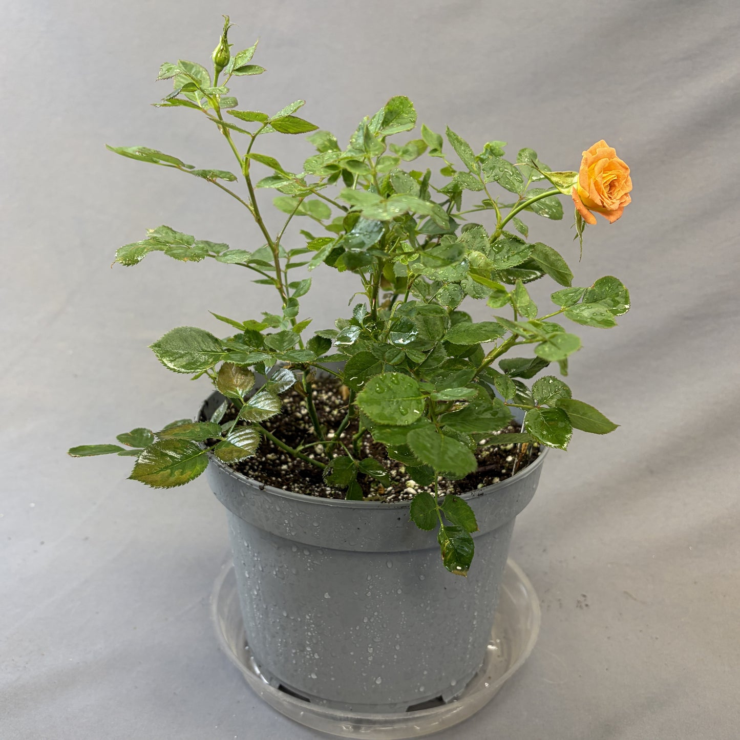 Rose Bush 'Sunrosa'