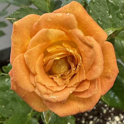 Rose Bush 'Sunrosa'