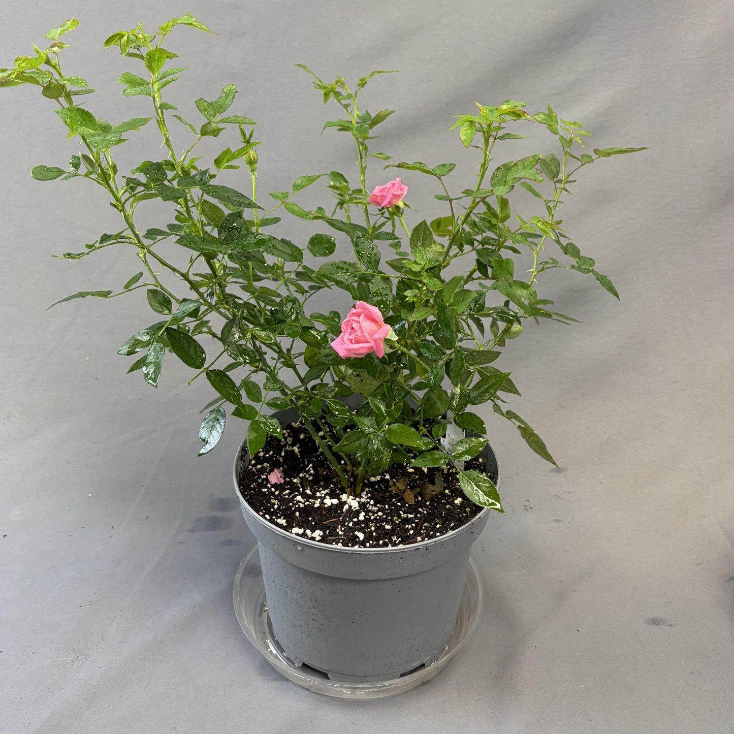Rose Bush 'Sunrosa'