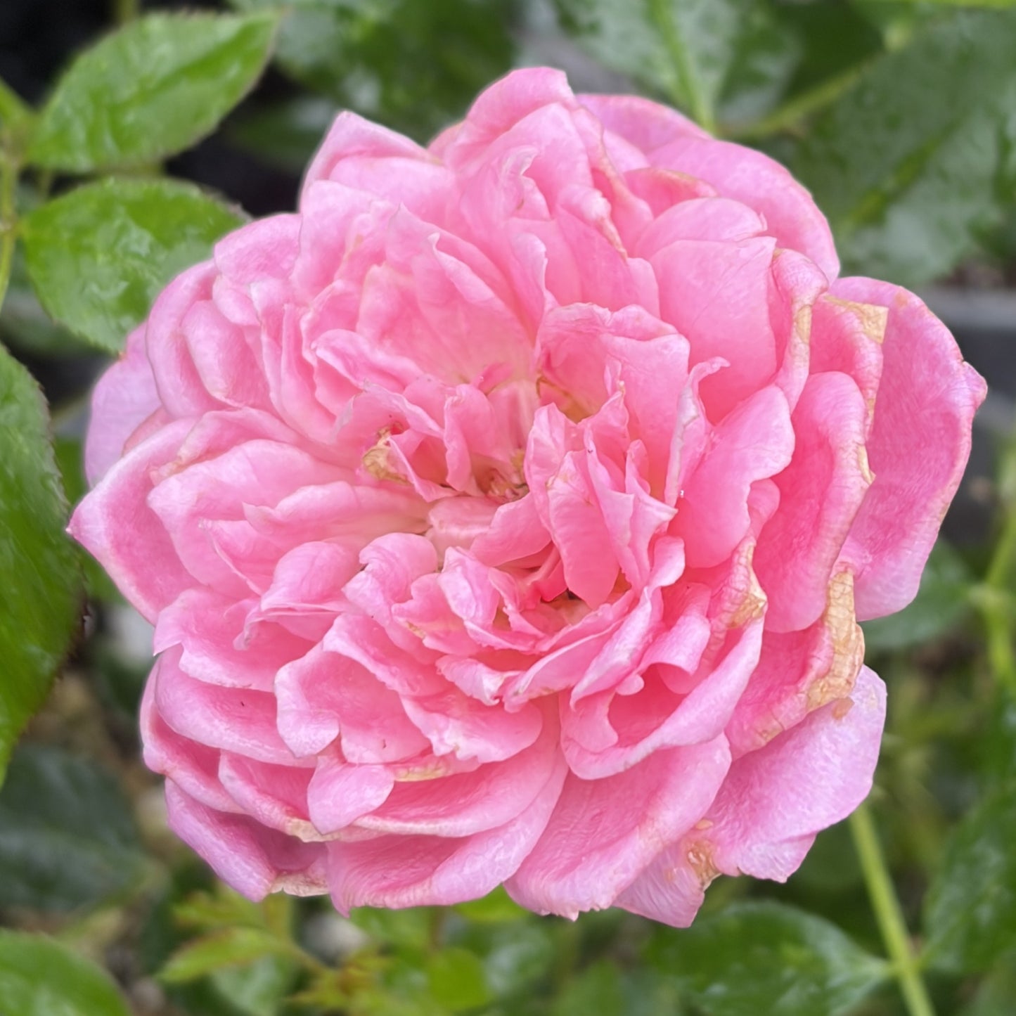 Rose Bush 'Sunrosa'